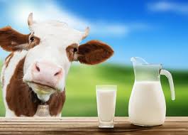 sữa bò rất giàu dinh dưỡng