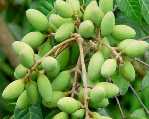 uống nước quả trám uống nước quả trám